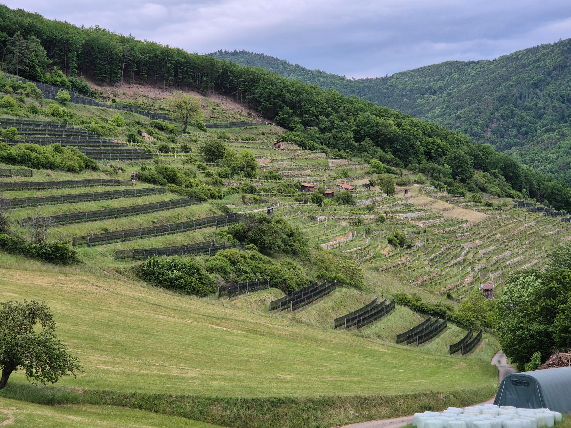 The Wachau: The World-Class Wine Region Worth Knowing